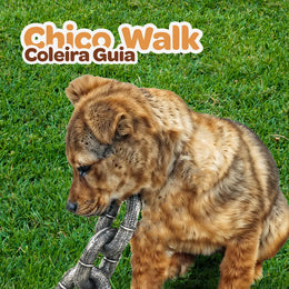 Chico Walk | Coleira Guia